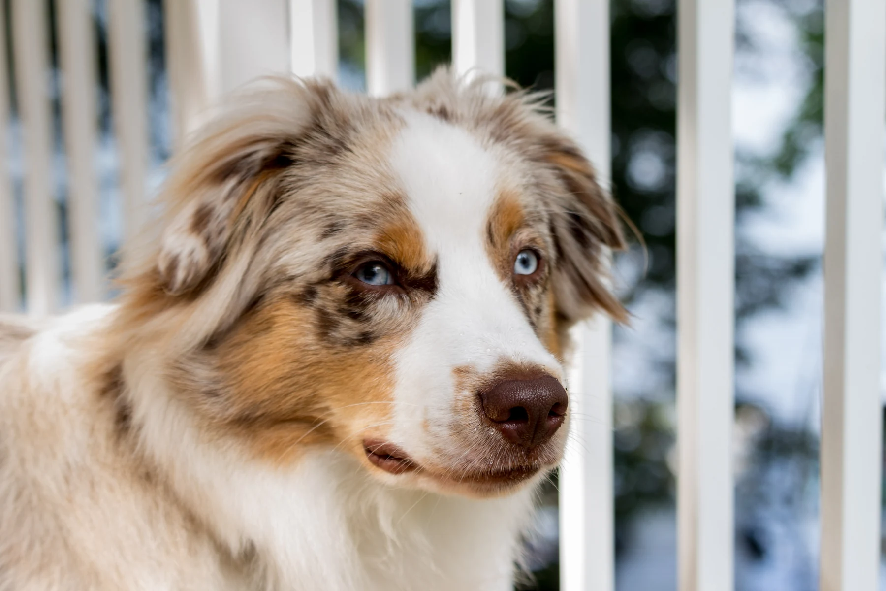 Berger australien merle aux yeux bleus