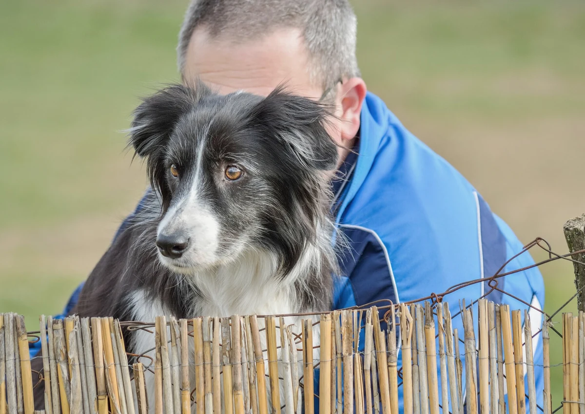 Personne travaillant calmement avec son chien