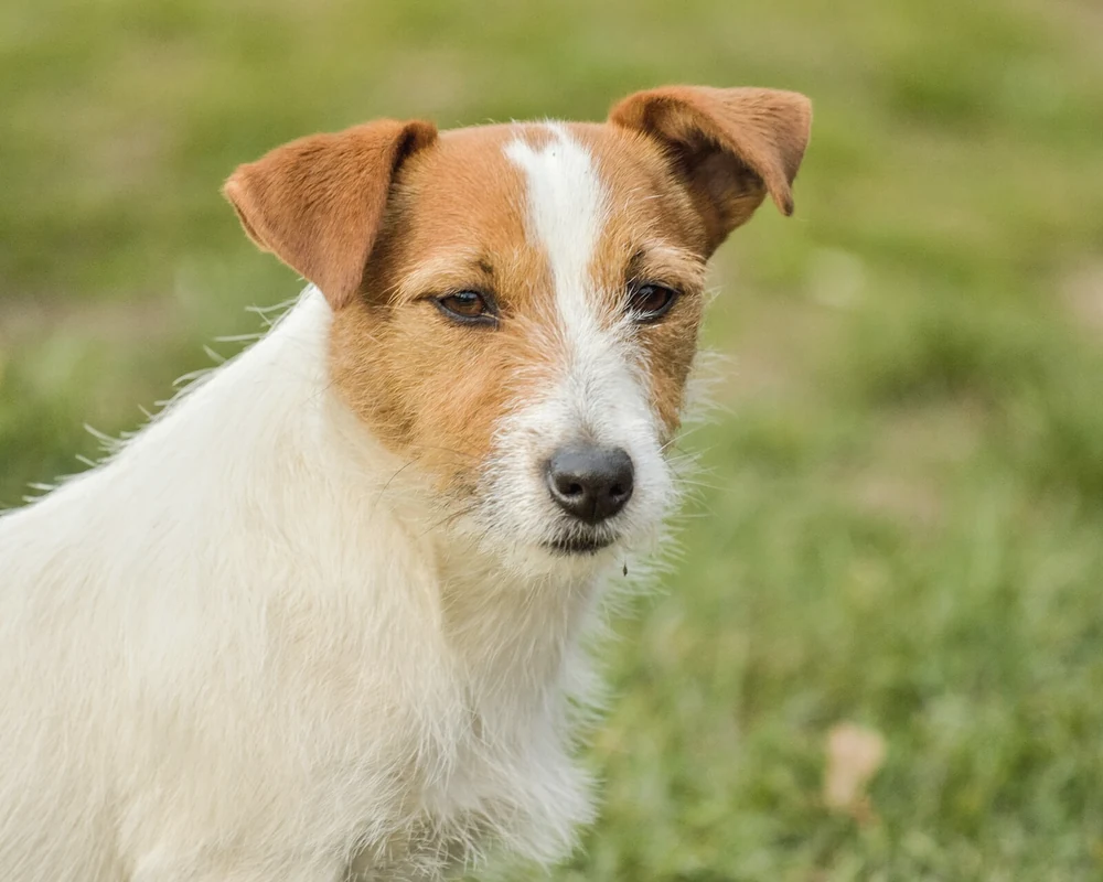 Portrait attentif d’un chien
